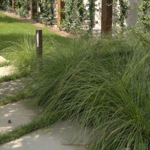 giardini-graminacee