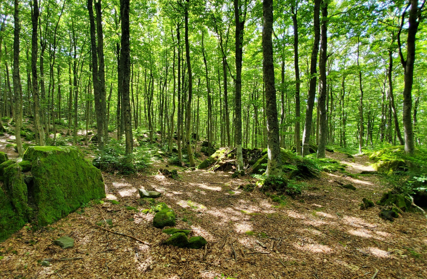 Bosco di faggi con rocce ricoperte di muschio, ambiente per esperienza di Shinrin Yoku